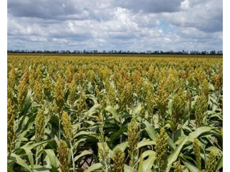 Mallanganee, Gurley NSW 2398