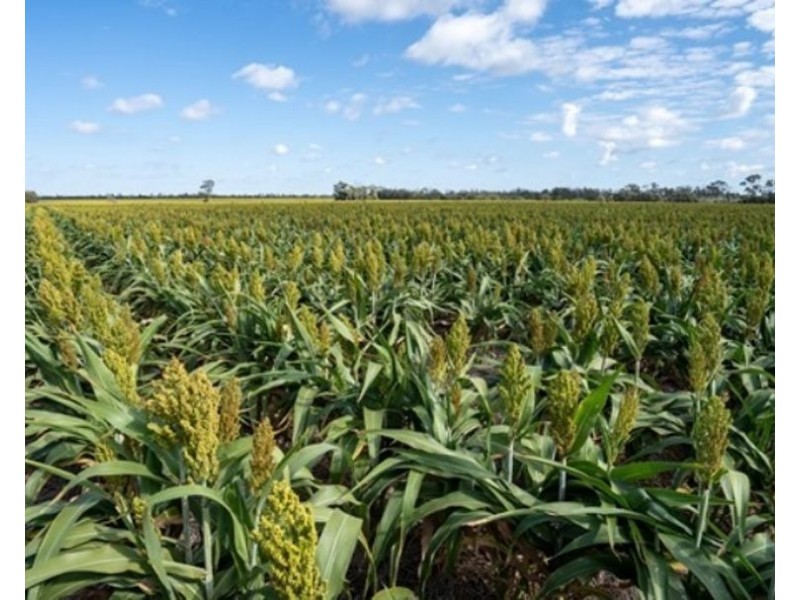 Mallanganee, Gurley NSW 2398