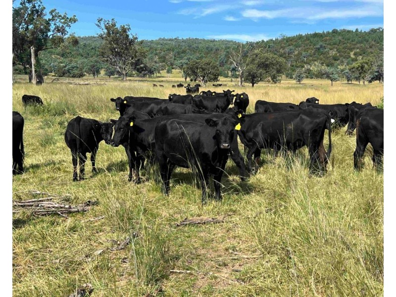 6121 Terry Hie Hie Road, Moree NSW 2400