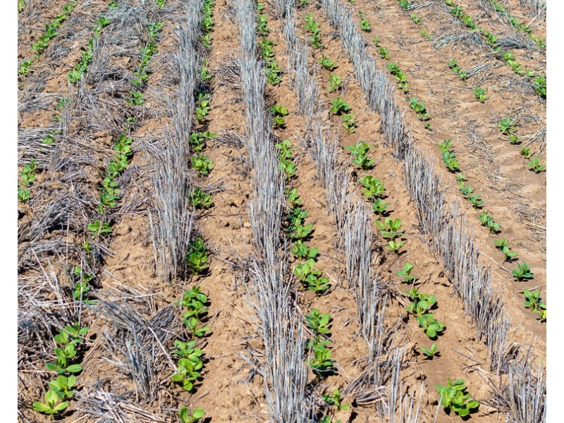 “Kalua”, Pallamallawa NSW 2399