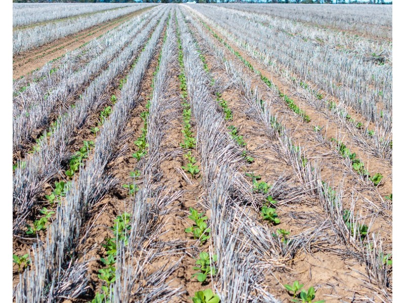 “Kalua”, Pallamallawa NSW 2399