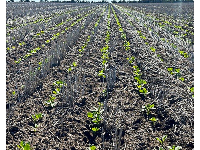 “Kalua”, Pallamallawa NSW 2399