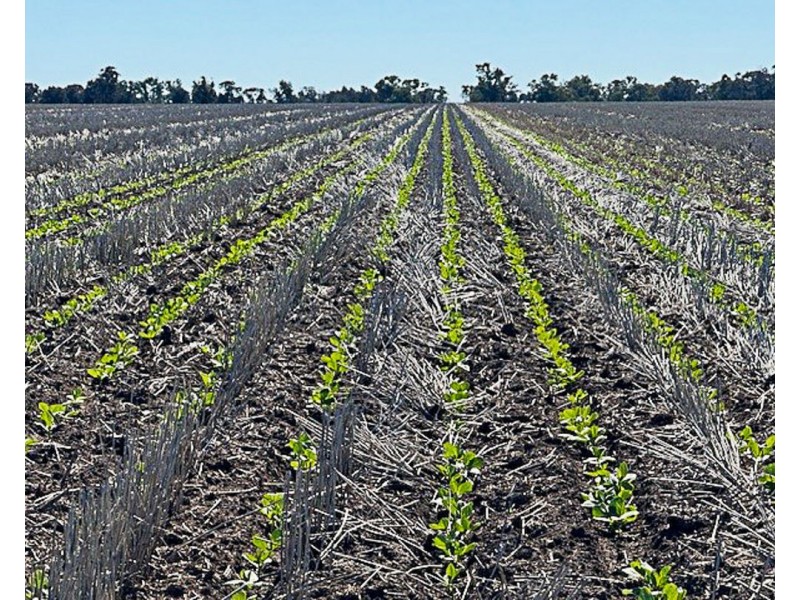 “Kalua”, Pallamallawa NSW 2399