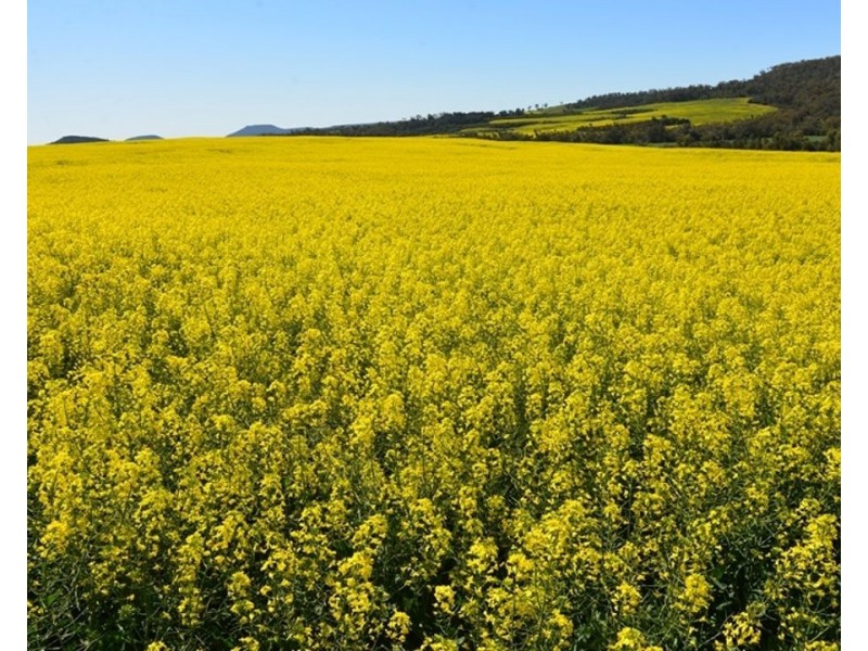 Couradda North, Narrabri NSW 2390