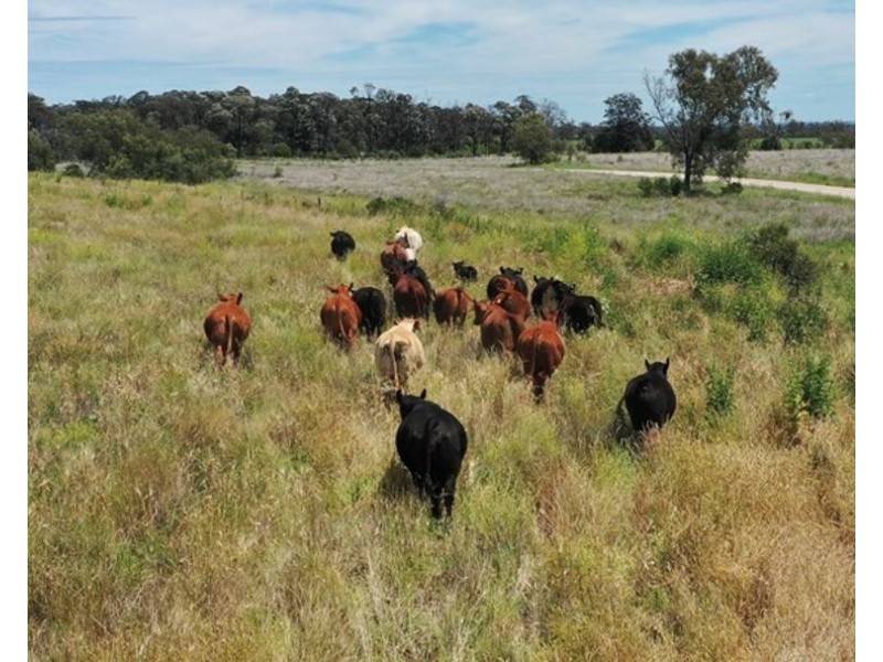 Couradda North, Narrabri NSW 2390