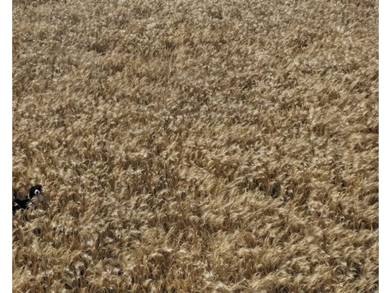 Couradda North, Narrabri NSW 2390