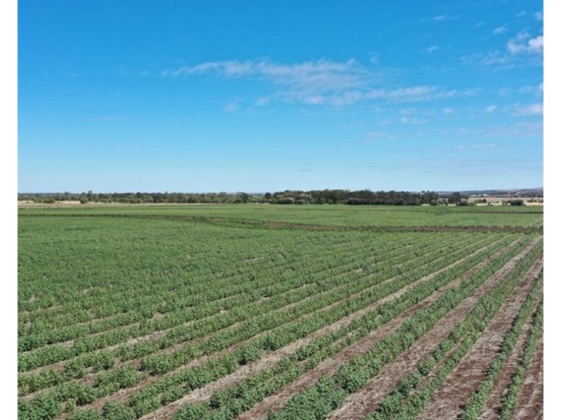 Couradda North, Narrabri NSW 2390