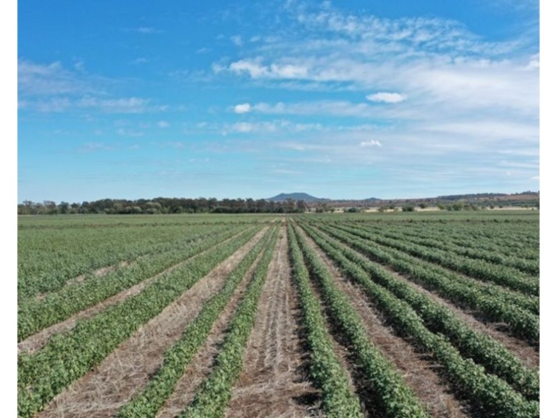 Couradda North, Narrabri NSW 2390