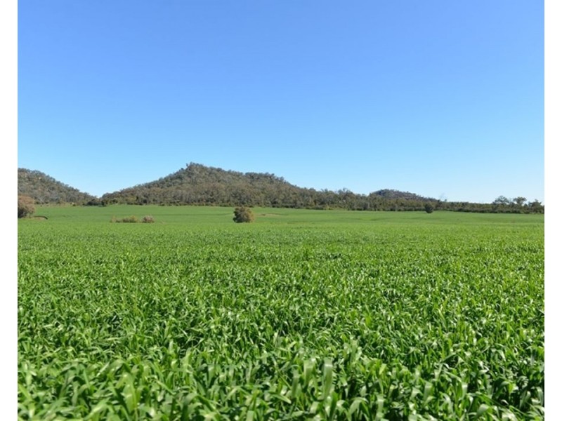 Couradda North, Narrabri NSW 2390