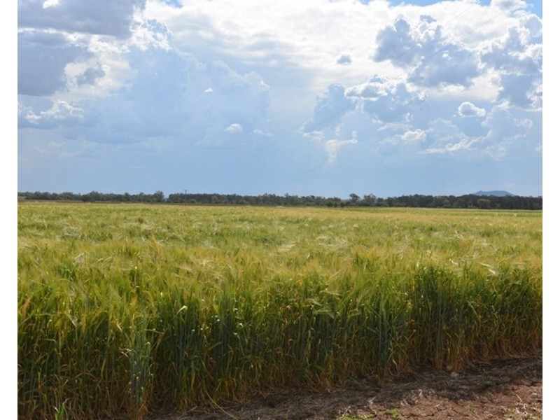 Couradda North, Narrabri NSW 2390