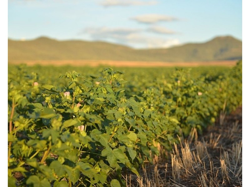 Couradda North, Narrabri NSW 2390