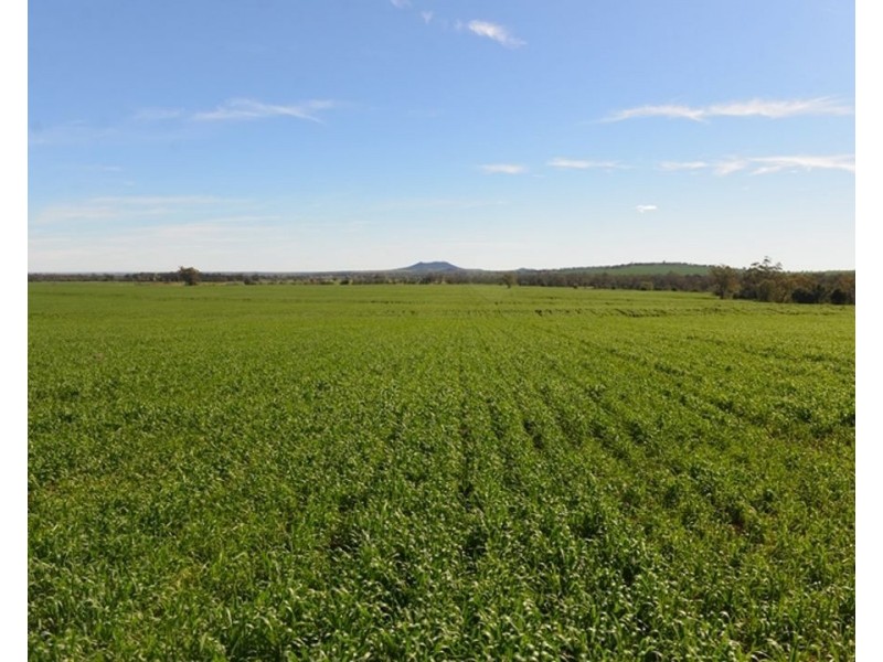 Couradda North, Narrabri NSW 2390