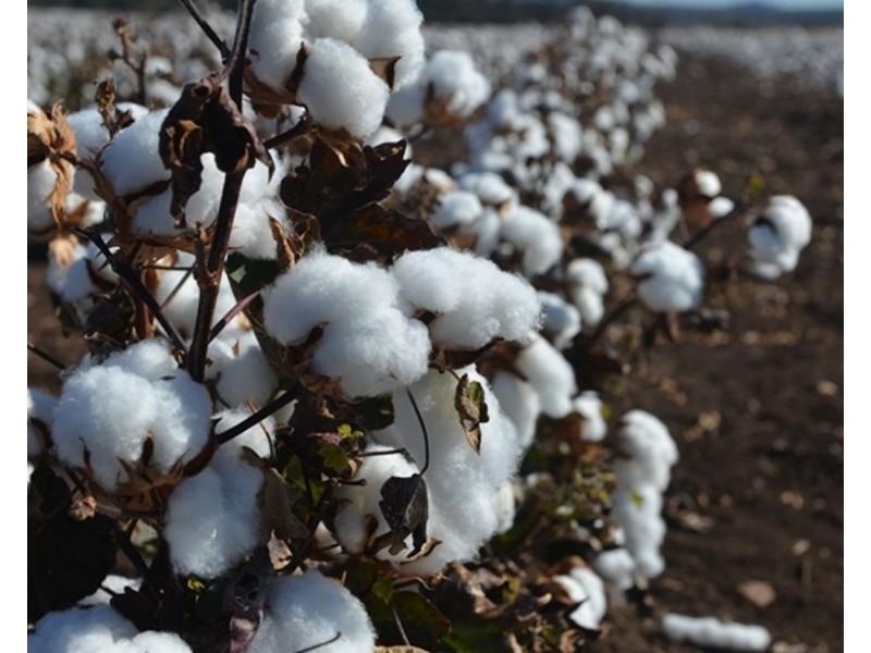 Couradda North, Narrabri NSW 2390