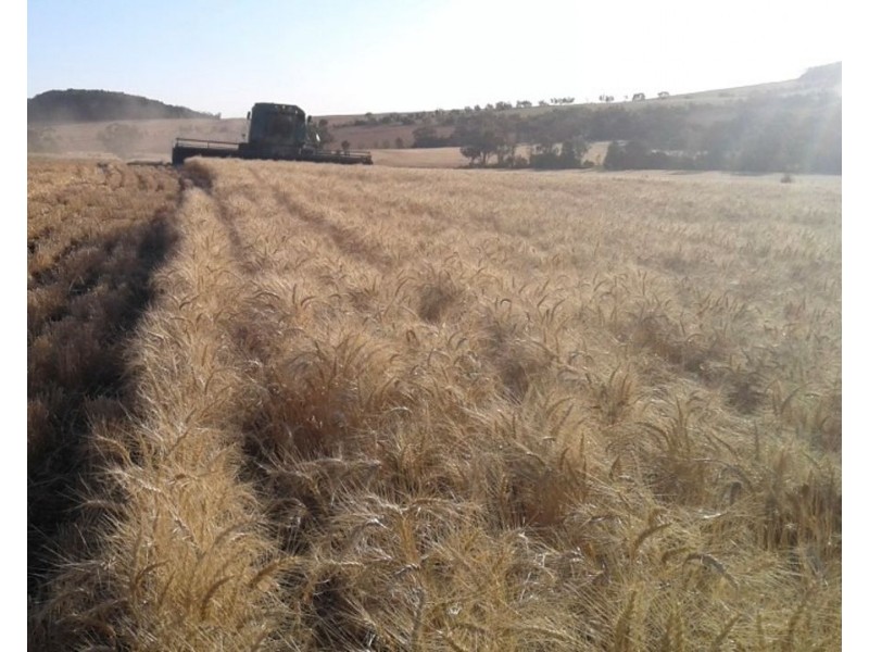 Wonga Downs, Bellata NSW 2397