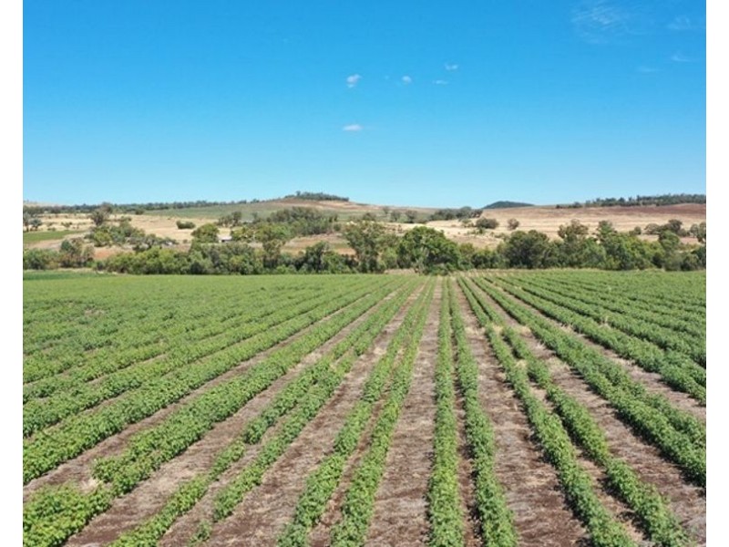 Wonga Downs, Bellata NSW 2397