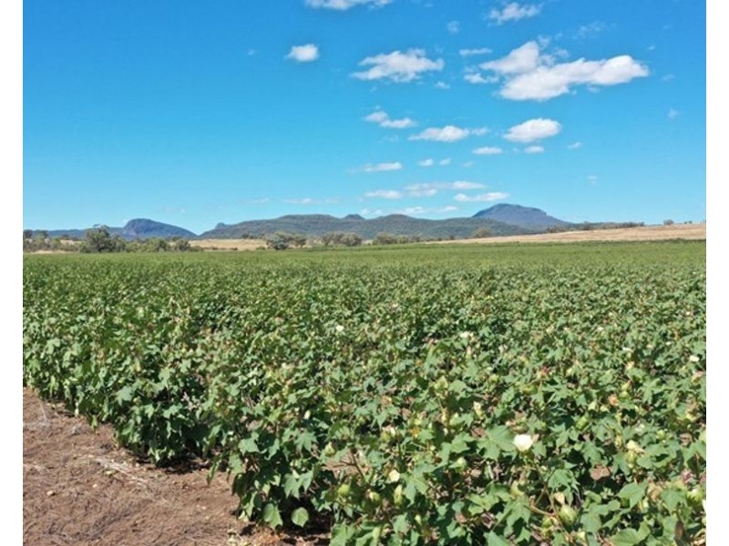 Wonga Downs, Bellata NSW 2397