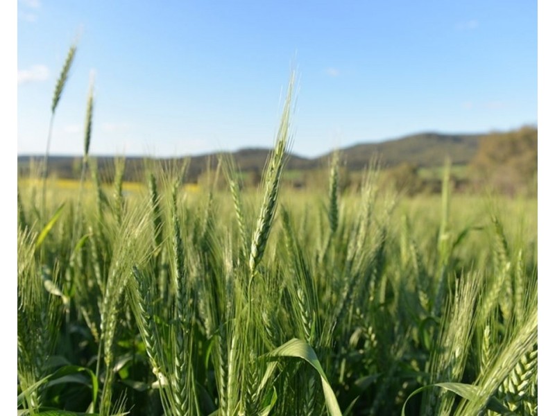 Wonga Downs, Bellata NSW 2397