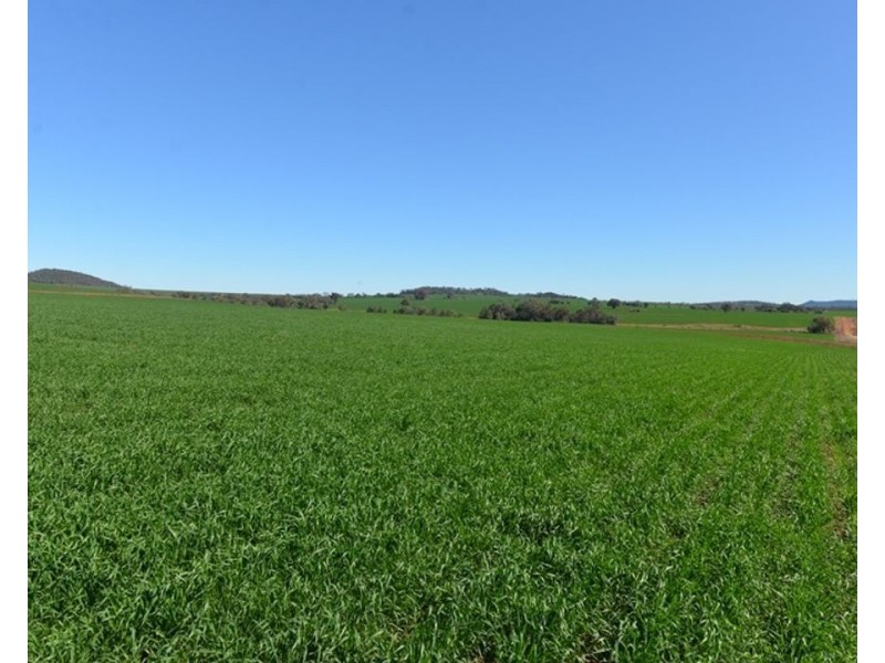 Wonga Downs, Bellata NSW 2397