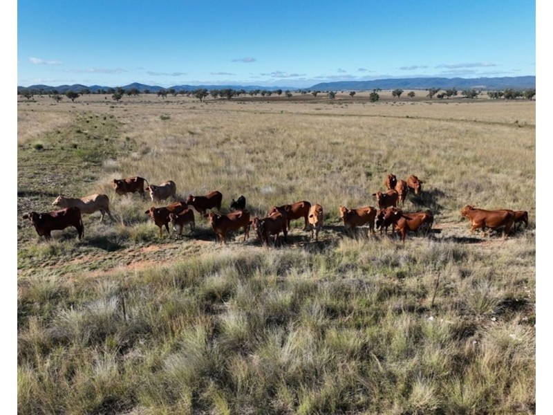 Emu Vale, Bingara NSW 2404