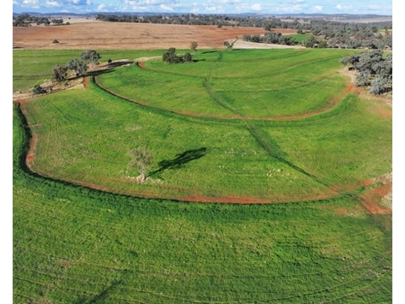 Wyangarie, Warialda NSW 2402