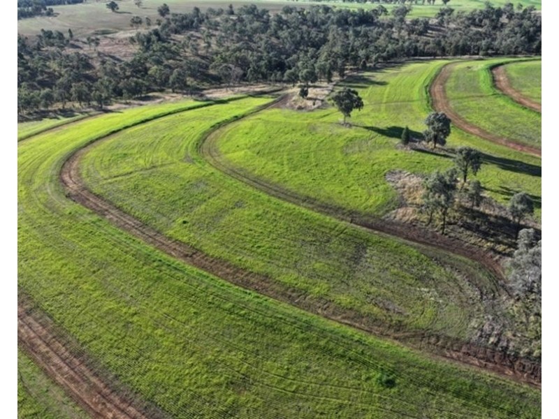 Wyangarie, Warialda NSW 2402