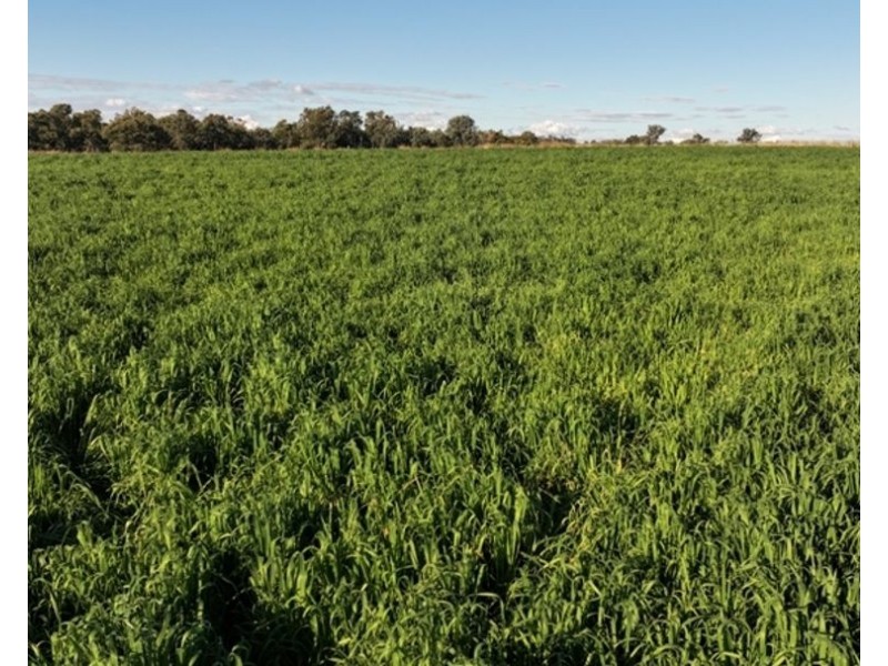 Wyangarie, Warialda NSW 2402