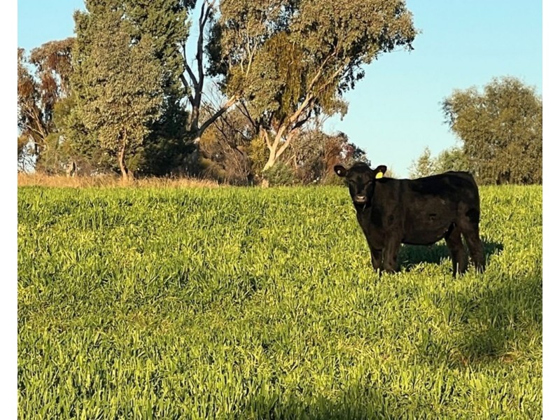 Wyangarie, Warialda NSW 2402