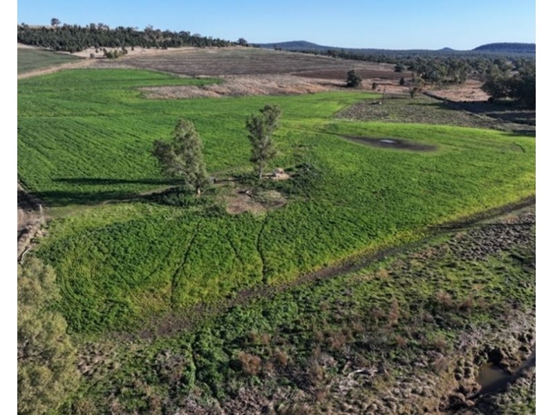 Wyangarie, Warialda NSW 2402