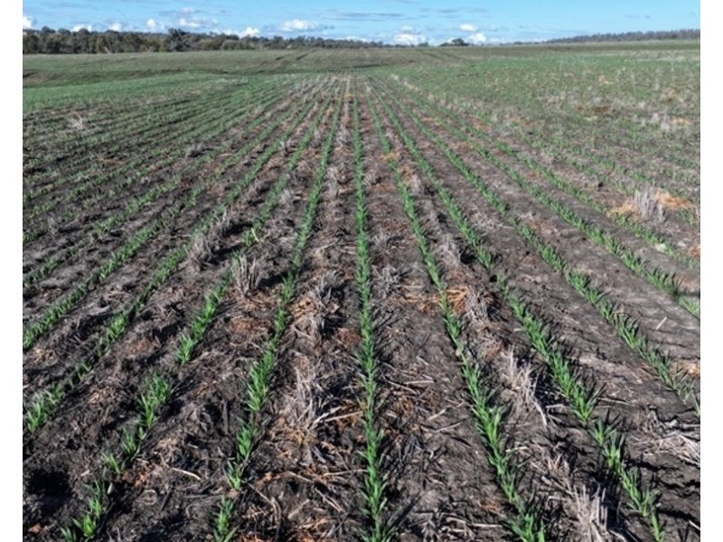 Wyangarie, Warialda NSW 2402