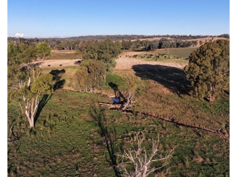 Wyangarie, Warialda NSW 2402