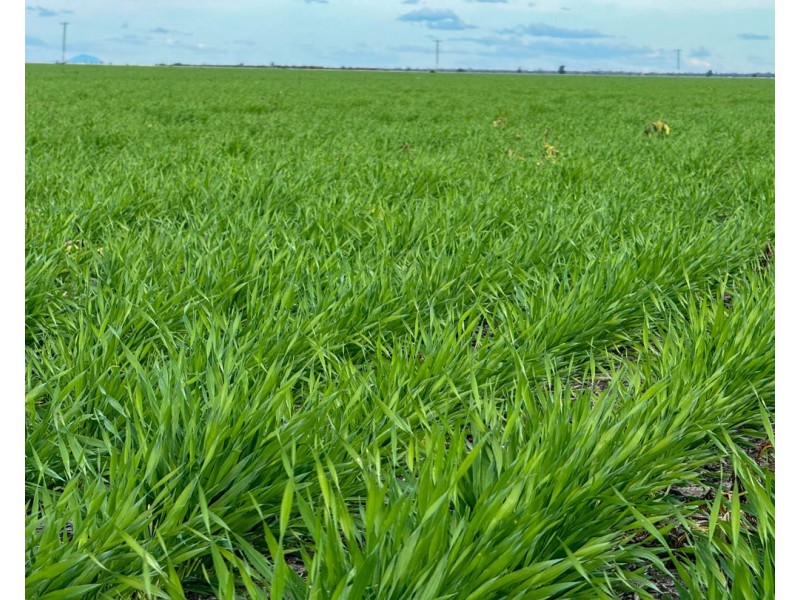 Yileena, Moree NSW 2400