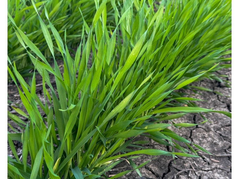 Yileena, Moree NSW 2400