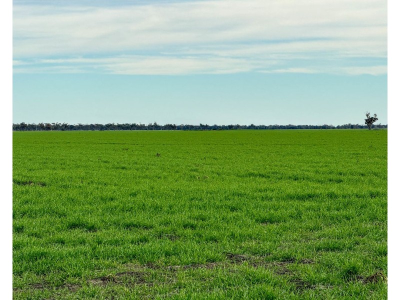 Yileena, Moree NSW 2400