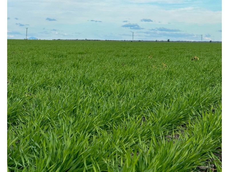 Yileena, Moree NSW 2400