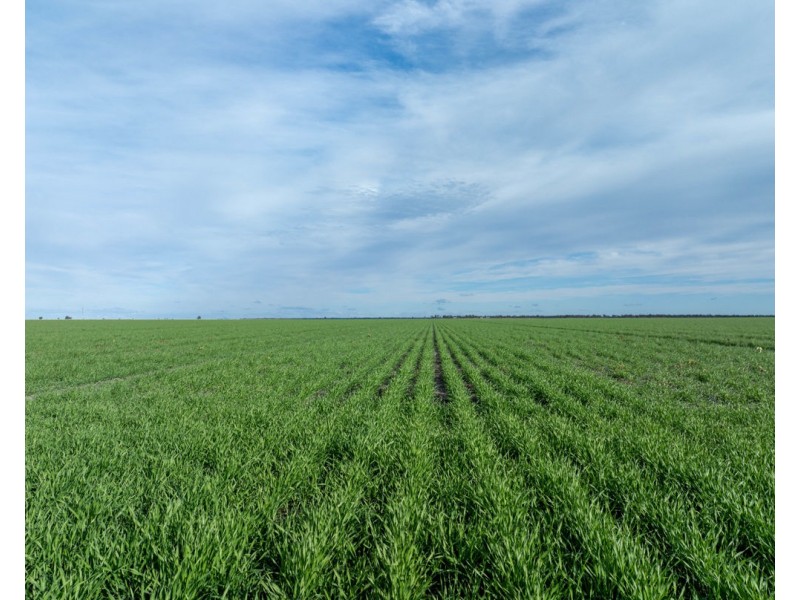 Yileena, Moree NSW 2400