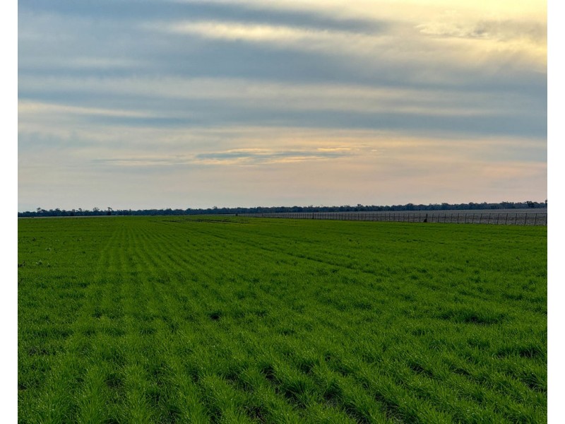 Yileena, Moree NSW 2400