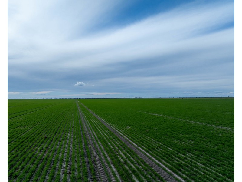 Yileena, Moree NSW 2400