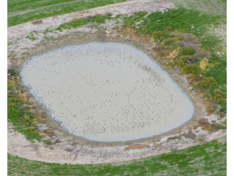 Yileena, Moree NSW 2400