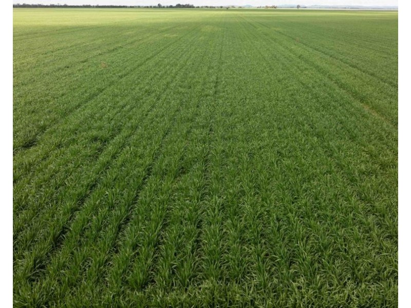 Cheecome and Carols, Moree NSW 2400