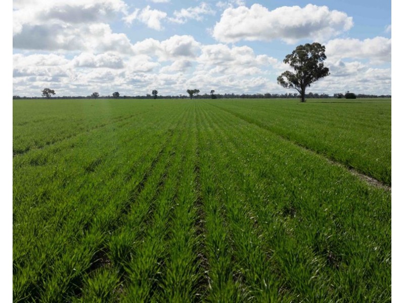 Cheecome and Carols, Moree NSW 2400