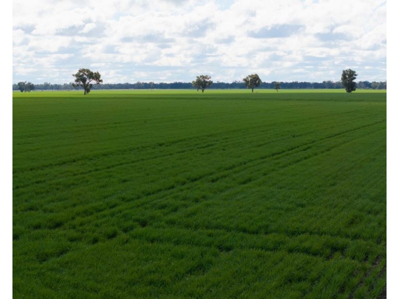 Cheecome and Carols, Moree NSW 2400