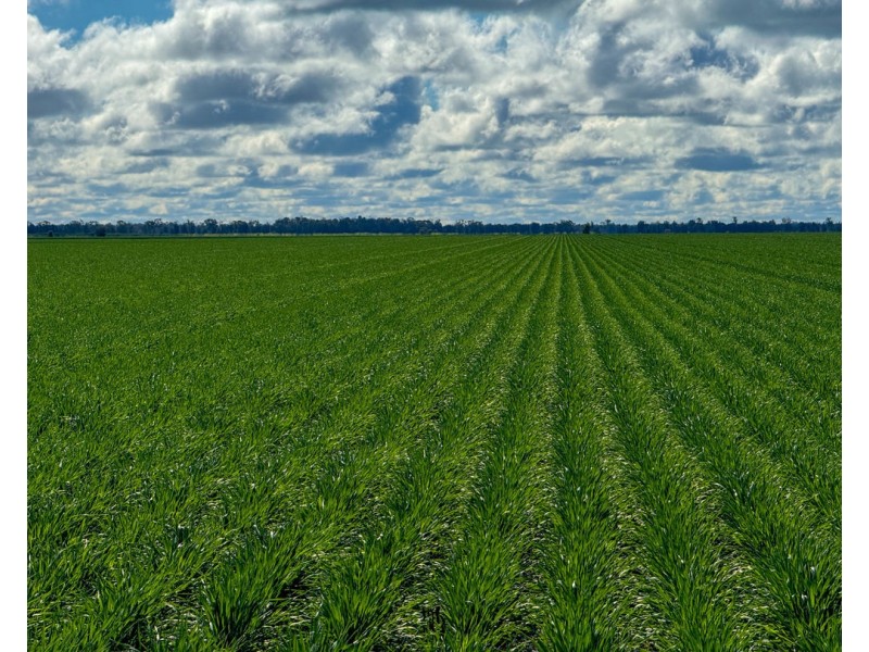 Kanimbla, Moree NSW 2400