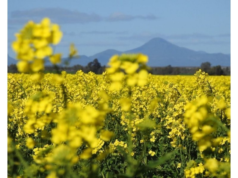 Wilgaroi, Bellata NSW 2397