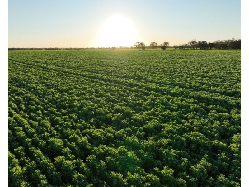 Wilgaroi, Bellata NSW 2397