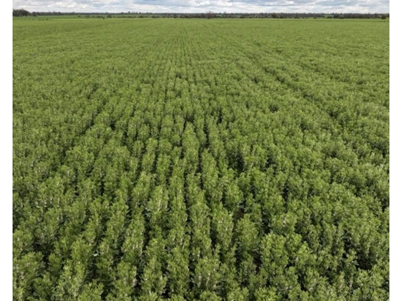 Wilgaroi, Bellata NSW 2397