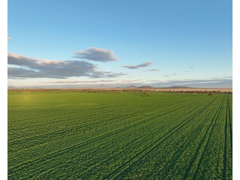 Wilgaroi, Bellata NSW 2397