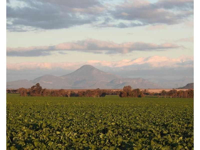 Wilgaroi, Bellata NSW 2397