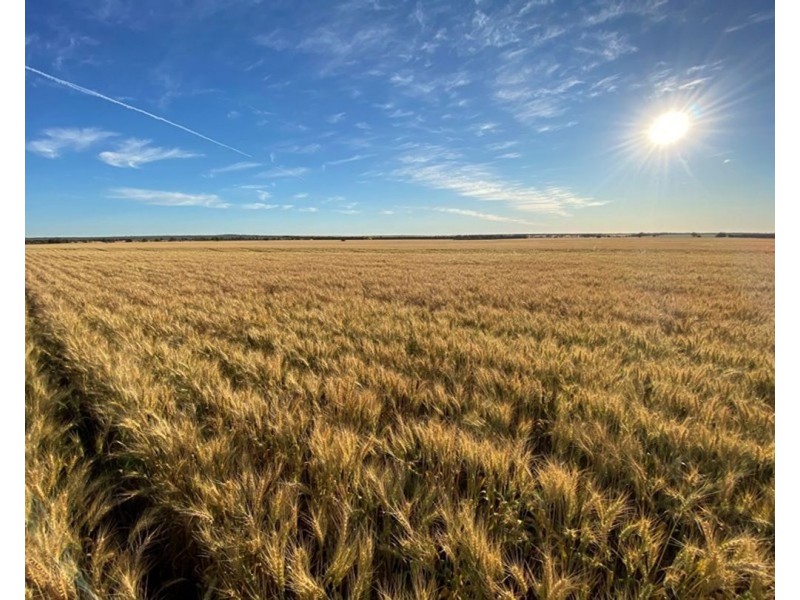 Wilgaroi, Bellata NSW 2397