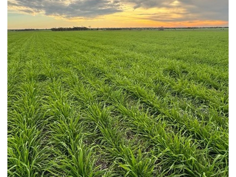 Wilgaroi, Bellata NSW 2397