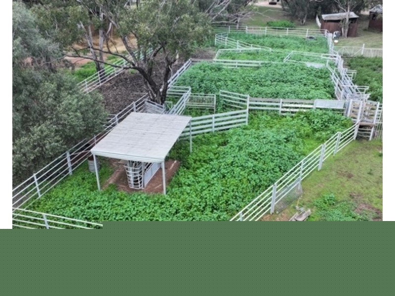 Wilgaroi, Bellata NSW 2397